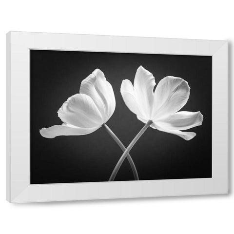 Two Tulip flowers crossed, FTBR-1822 White Modern Wood Framed Art Print by Frank, Assaf