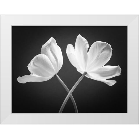 Two Tulip flowers crossed, FTBR-1822 White Modern Wood Framed Art Print by Frank, Assaf