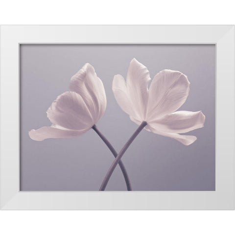 Two Tulip flowers White Modern Wood Framed Art Print by Frank, Assaf