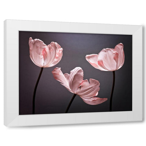 Three Tulips, FTBR-1823 White Modern Wood Framed Art Print by Frank, Assaf