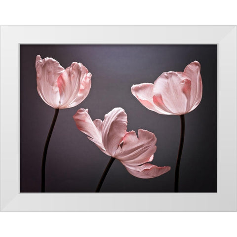 Three Tulips, FTBR-1823 White Modern Wood Framed Art Print by Frank, Assaf