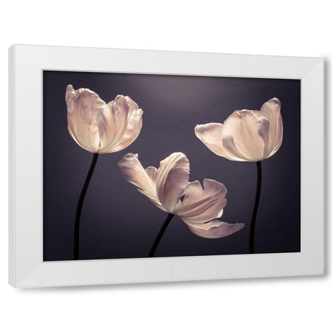 Three Tulips, FTBR-1824 White Modern Wood Framed Art Print by Frank, Assaf