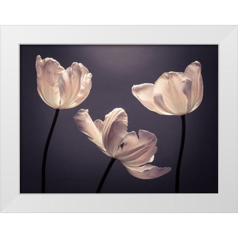 Three Tulips, FTBR-1824 White Modern Wood Framed Art Print by Frank, Assaf