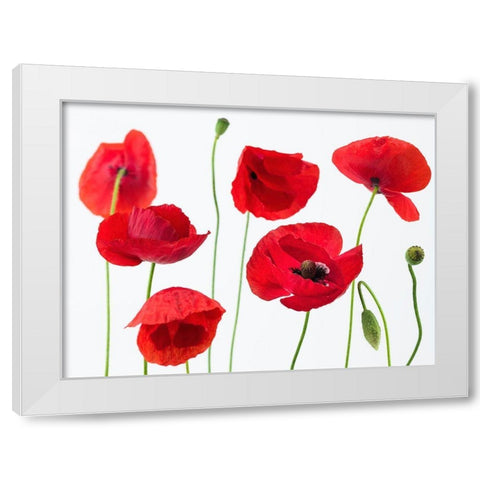 Poppies on white background White Modern Wood Framed Art Print by Frank, Assaf