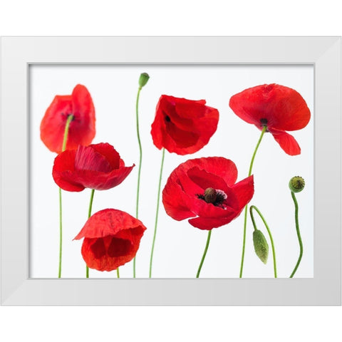 Poppies on white background White Modern Wood Framed Art Print by Frank, Assaf