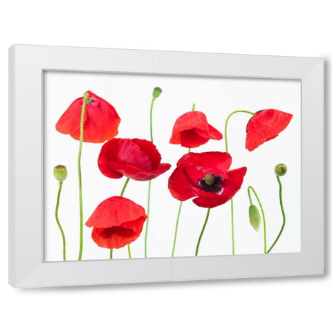 Poppy flowers on white background White Modern Wood Framed Art Print by Frank, Assaf