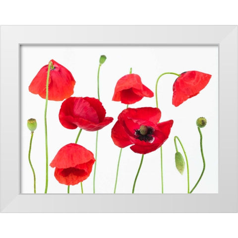 Poppy flowers on white background White Modern Wood Framed Art Print by Frank, Assaf