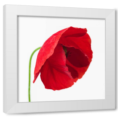 Poppy flower White Modern Wood Framed Art Print by Frank, Assaf