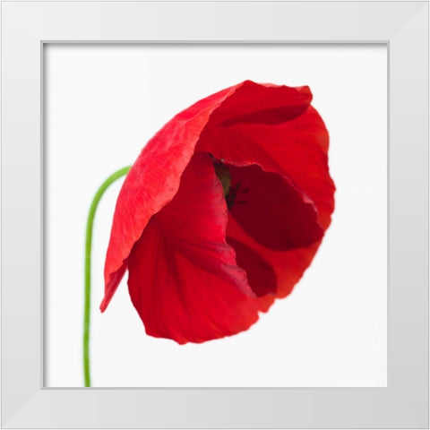 Poppy flower White Modern Wood Framed Art Print by Frank, Assaf