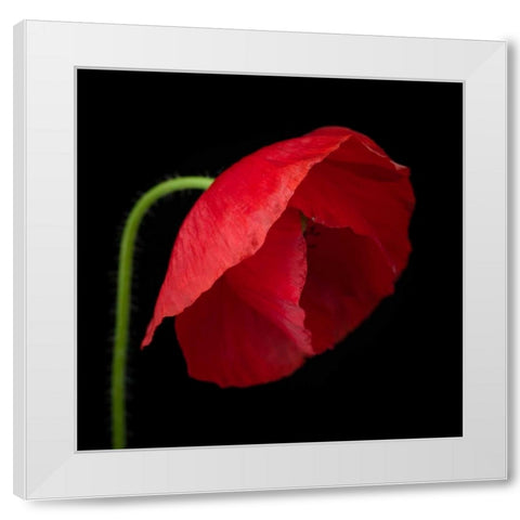 Poppy flower White Modern Wood Framed Art Print by Frank, Assaf