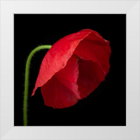 Poppy flower White Modern Wood Framed Art Print by Frank, Assaf