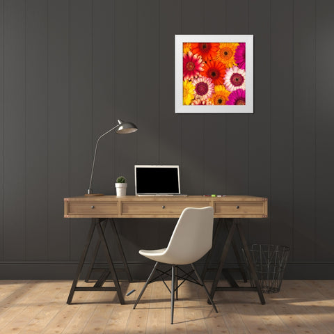 Multi-coloured Gerbera flowers White Modern Wood Framed Art Print by Frank, Assaf
