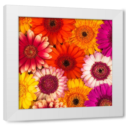 Multi-coloured Gerbera flowers White Modern Wood Framed Art Print by Frank, Assaf