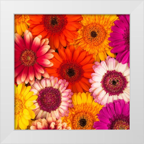Multi-coloured Gerbera flowers White Modern Wood Framed Art Print by Frank, Assaf