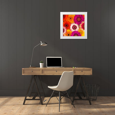 Multi-coloured Gerbera flowers White Modern Wood Framed Art Print by Frank, Assaf