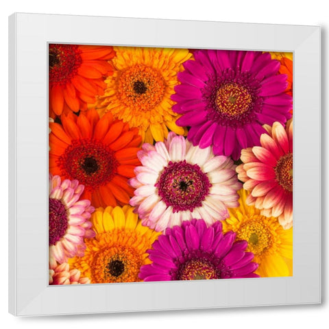 Multi-coloured Gerbera flowers White Modern Wood Framed Art Print by Frank, Assaf