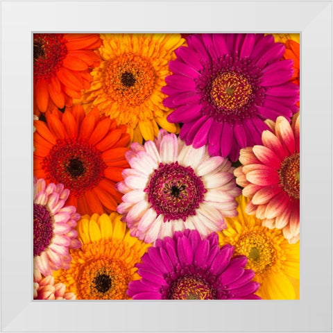 Multi-coloured Gerbera flowers White Modern Wood Framed Art Print by Frank, Assaf