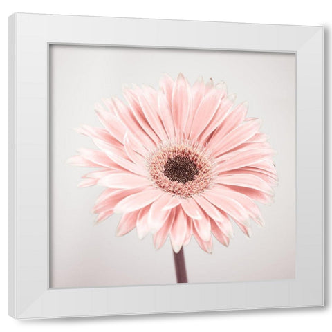 Gerbera Flower - FTBR-1926 White Modern Wood Framed Art Print by Frank, Assaf