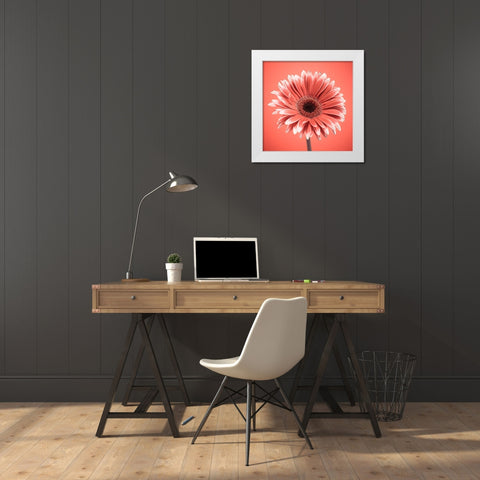 Gerbera Flower - FTBR-1930 White Modern Wood Framed Art Print by Frank, Assaf
