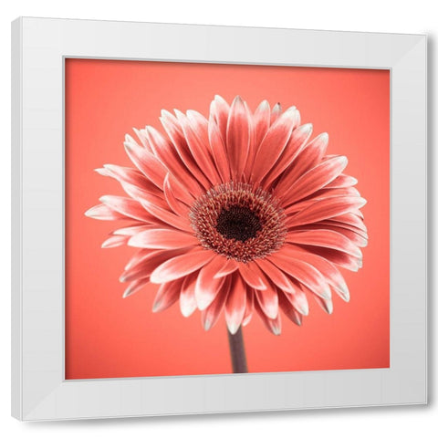 Gerbera Flower - FTBR-1930 White Modern Wood Framed Art Print by Frank, Assaf