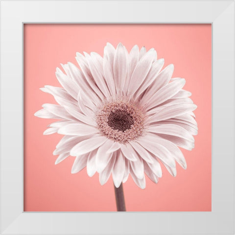 Gerbera Flower - FTBR-1928 White Modern Wood Framed Art Print by Frank, Assaf