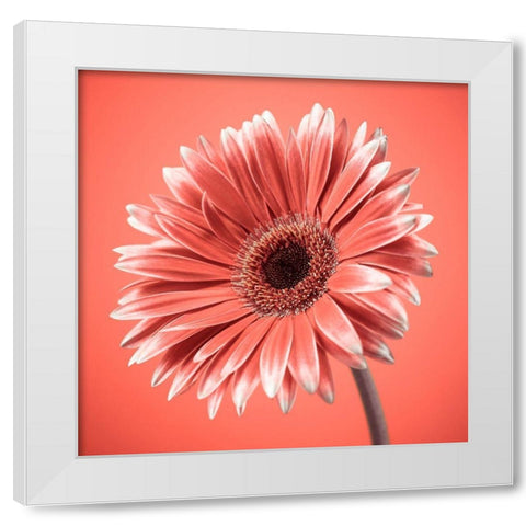 Gerbera Flower - FTBR-1931 White Modern Wood Framed Art Print by Frank, Assaf