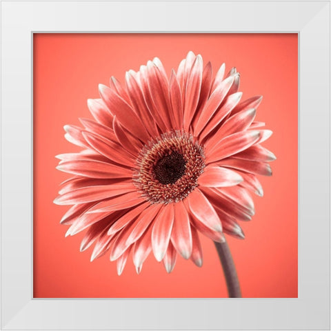 Gerbera Flower - FTBR-1931 White Modern Wood Framed Art Print by Frank, Assaf