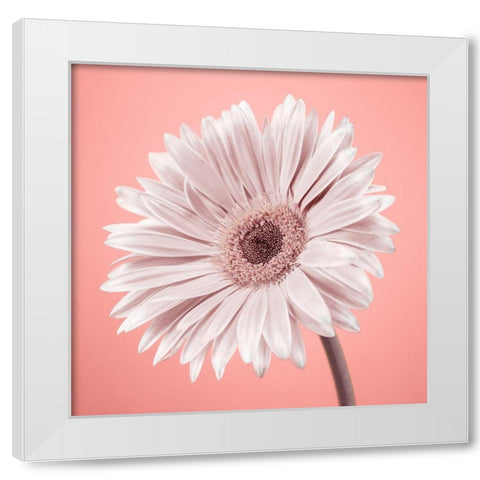 Gerbera Flower - FTBR-1929 White Modern Wood Framed Art Print by Frank, Assaf