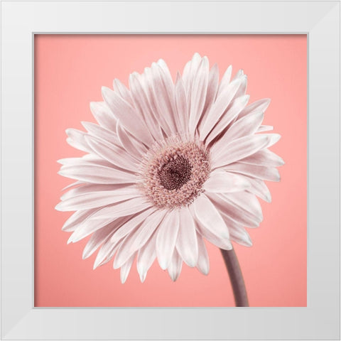 Gerbera Flower - FTBR-1929 White Modern Wood Framed Art Print by Frank, Assaf