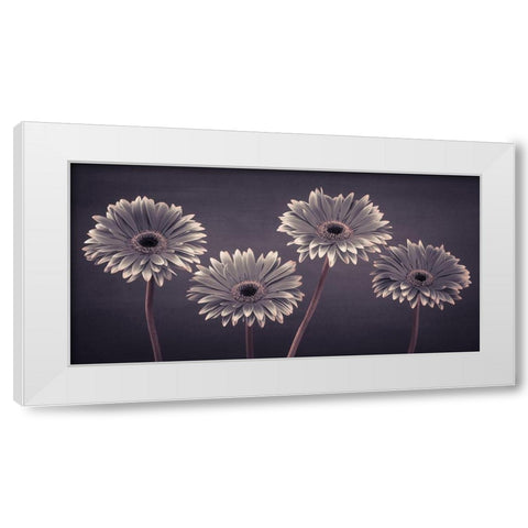 Four Gerberas, FTBR-1883 White Modern Wood Framed Art Print by Frank, Assaf