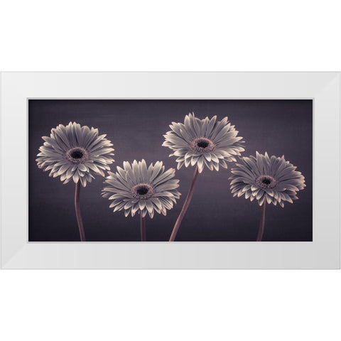 Four Gerberas, FTBR-1883 White Modern Wood Framed Art Print by Frank, Assaf