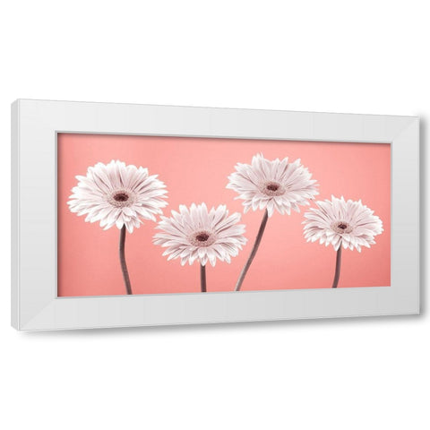 Four Gerberas, FTBR-1884 White Modern Wood Framed Art Print by Frank, Assaf