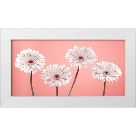 Four Gerberas, FTBR-1884 White Modern Wood Framed Art Print by Frank, Assaf