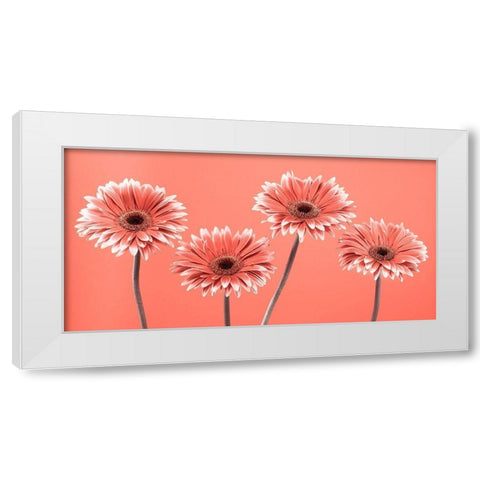 Four Gerberas - FTBR-1932 White Modern Wood Framed Art Print by Frank, Assaf