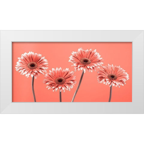 Four Gerberas - FTBR-1932 White Modern Wood Framed Art Print by Frank, Assaf