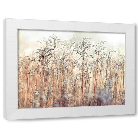 Grass Reeds White Modern Wood Framed Art Print by Frank, Assaf