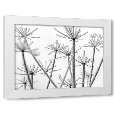 Frosty cow parsley White Modern Wood Framed Art Print by Frank, Assaf