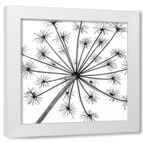 Frosty cow parsley White Modern Wood Framed Art Print by Frank, Assaf