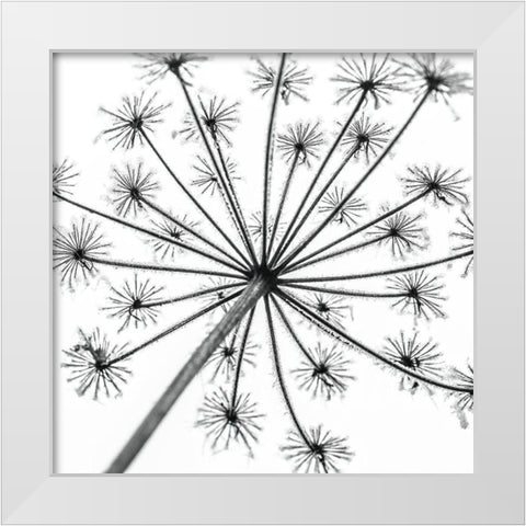 Frosty cow parsley White Modern Wood Framed Art Print by Frank, Assaf