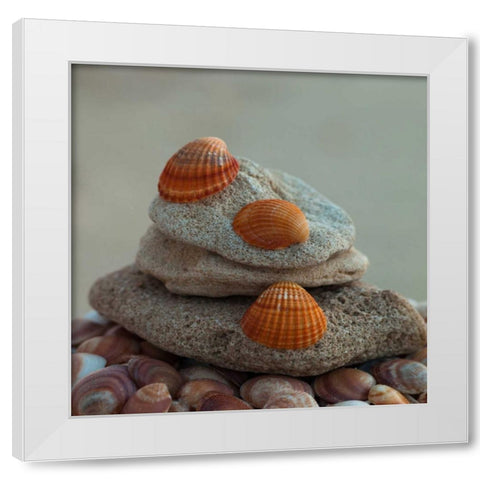 Sea shells on pebbles White Modern Wood Framed Art Print by Frank, Assaf