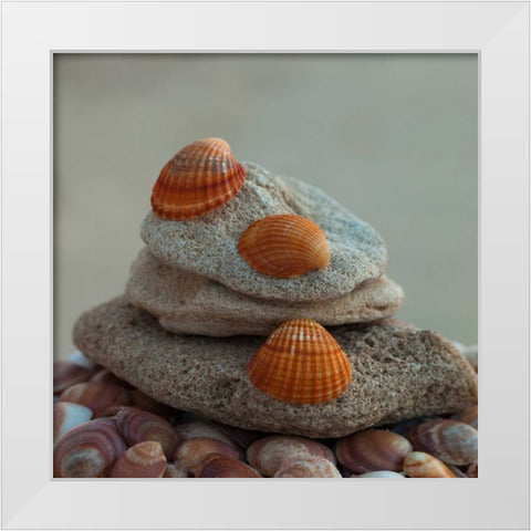 Sea shells on pebbles White Modern Wood Framed Art Print by Frank, Assaf