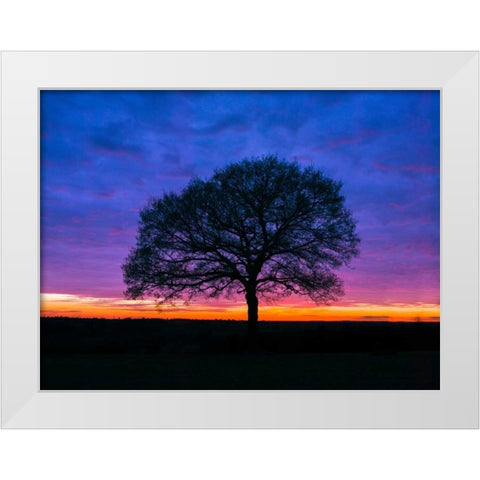 Silhouette of a tree against coloured skies White Modern Wood Framed Art Print by Frank, Assaf