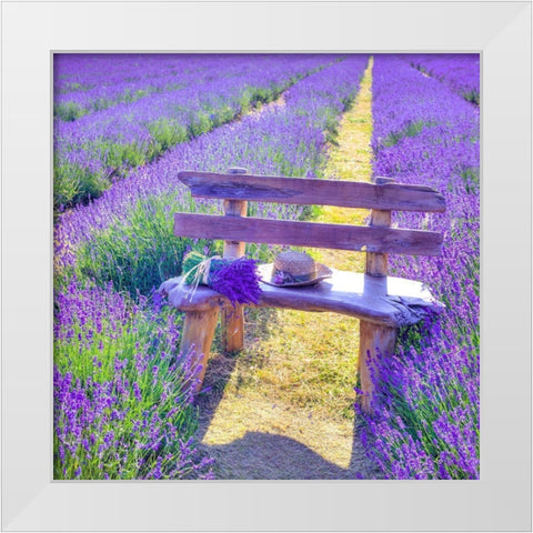 Bench in Lavender field White Modern Wood Framed Art Print by Frank, Assaf