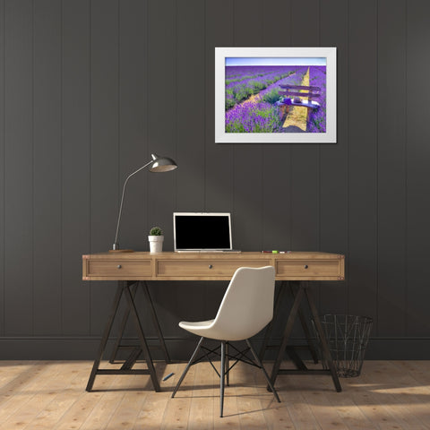 Bench in Lavender field White Modern Wood Framed Art Print by Frank, Assaf