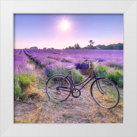 Bicycle with flowers in a Lavender field White Modern Wood Framed Art Print by Frank, Assaf