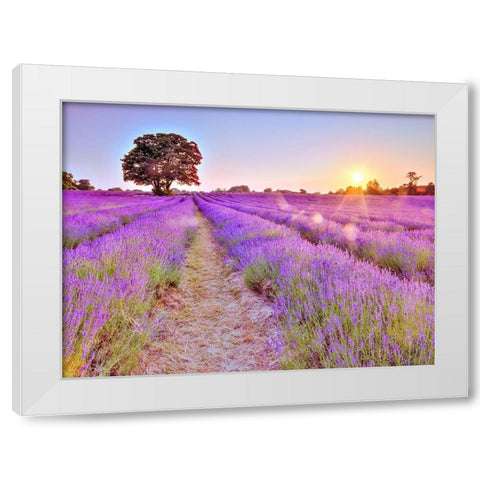 Lavender field at sunset White Modern Wood Framed Art Print by Frank, Assaf