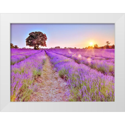 Lavender field at sunset White Modern Wood Framed Art Print by Frank, Assaf