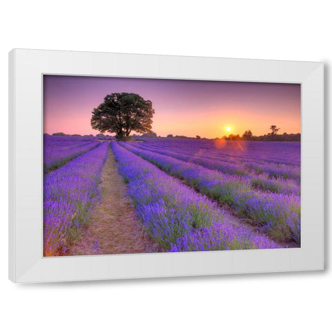 Lavender field at sunset White Modern Wood Framed Art Print by Frank, Assaf