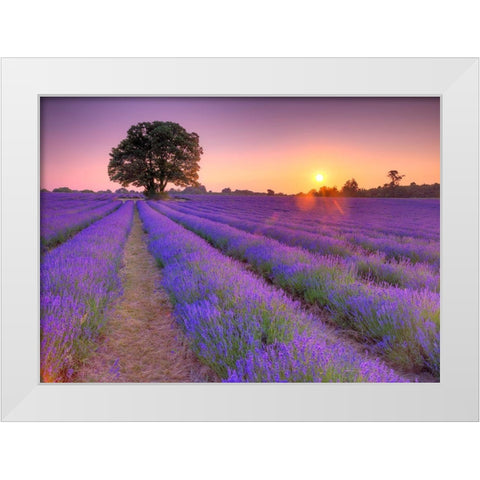 Lavender field at sunset White Modern Wood Framed Art Print by Frank, Assaf