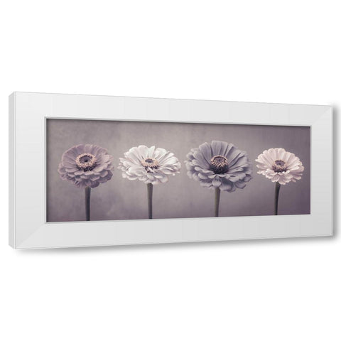 Four Zinnias in a row White Modern Wood Framed Art Print by Frank, Assaf